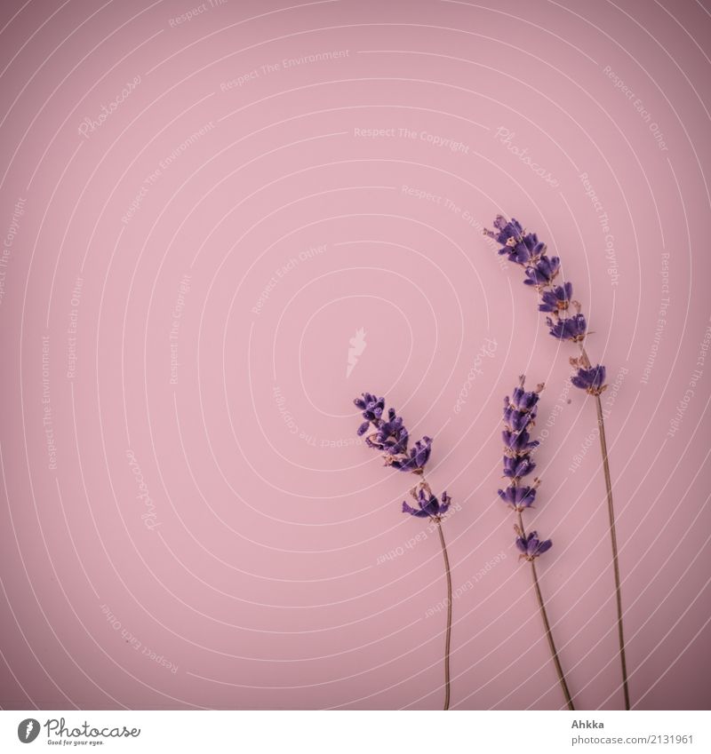 Lavendel-Dreierlei (2) schön harmonisch Meditation Duft Dekoration & Verzierung Wellenform 3 Blühend violett rot Lebensfreude Frühlingsgefühle Warmherzigkeit