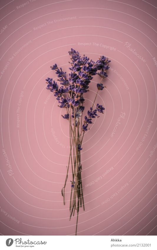 Lavendel-Strauß auf rosa Untergrund schön harmonisch Zufriedenheit Sinnesorgane ruhig Duft Dekoration & Verzierung Feste & Feiern Valentinstag Muttertag Pflanze