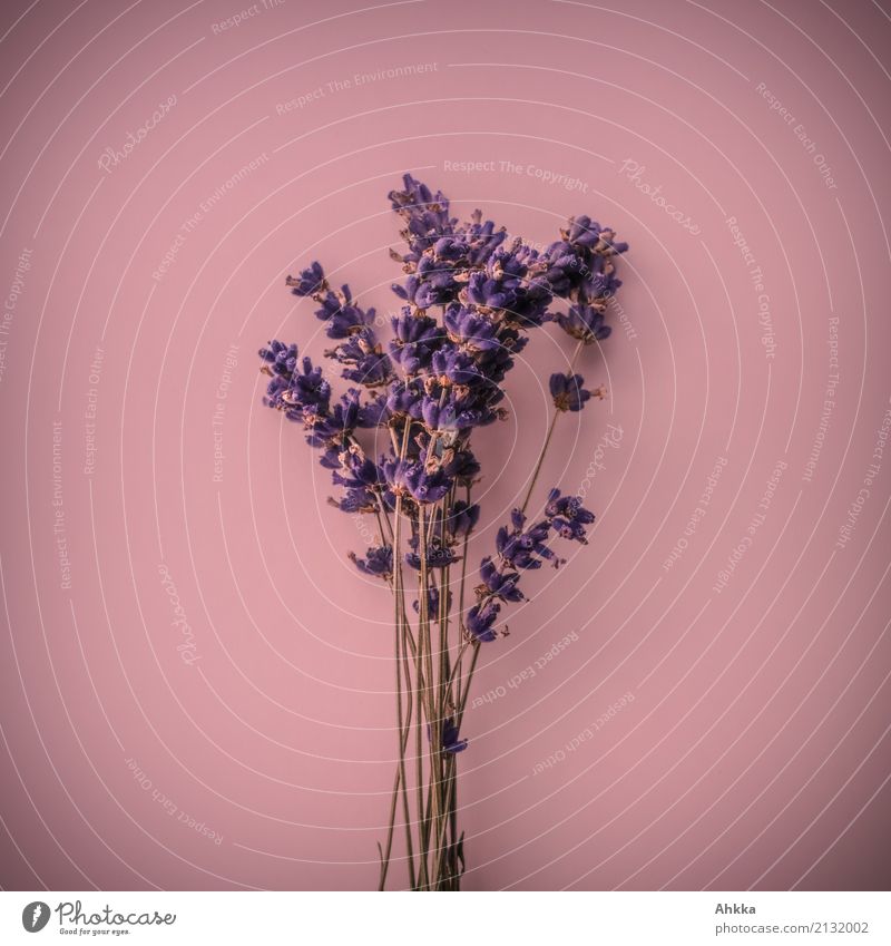 Duftsstrauß III schön Leben Sinnesorgane Pflanze Lavendel Blühend Freundlichkeit Fröhlichkeit Kitsch violett rosa Lebensfreude Frühlingsgefühle Verliebtheit