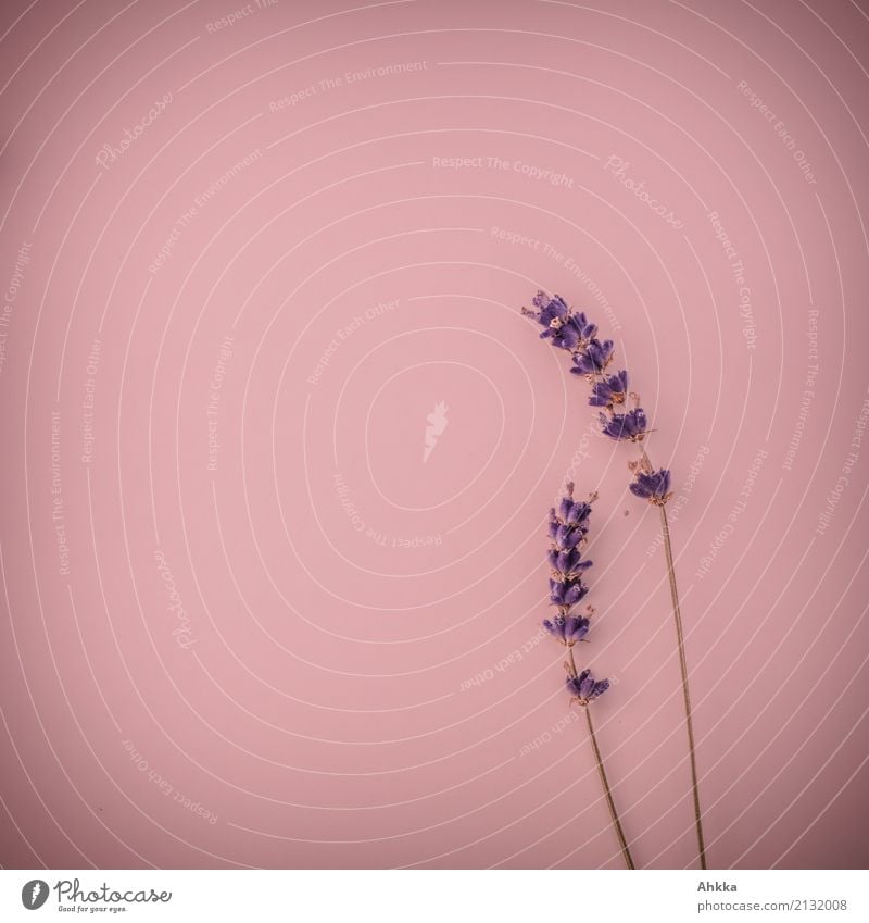 Zwei Lavendelblüten auf rosa Untergrund schön harmonisch Sinnesorgane Erholung Duft Dekoration & Verzierung Valentinstag Muttertag Wellenform 2 Blühend