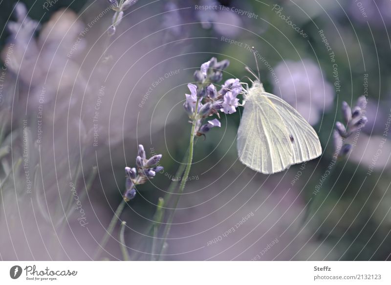 Gartentraum mit dem Lavendel und einem Schmetterling Lavendelduft Lavendelblüten Kleiner Kohlweißling Pieris rapae Lichtschimmer Gartenfreude traumhaft