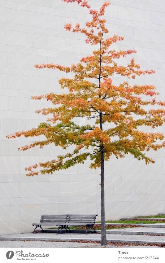 Großstadtherbst Baum Bauwerk Architektur Fassade Bank Herbst Jahreszeiten Holzbank Sitzgelegenheit Laubbaum Blatt Herbstlaub Mauer stagnierend Farbfoto