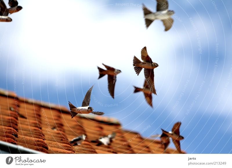 ..Aufbruch.. Himmel Wolken Schönes Wetter Dach Wildtier Vogel fliegen frei Freiheit Natur Farbfoto Außenaufnahme Menschenleer Tag Schwache Tiefenschärfe