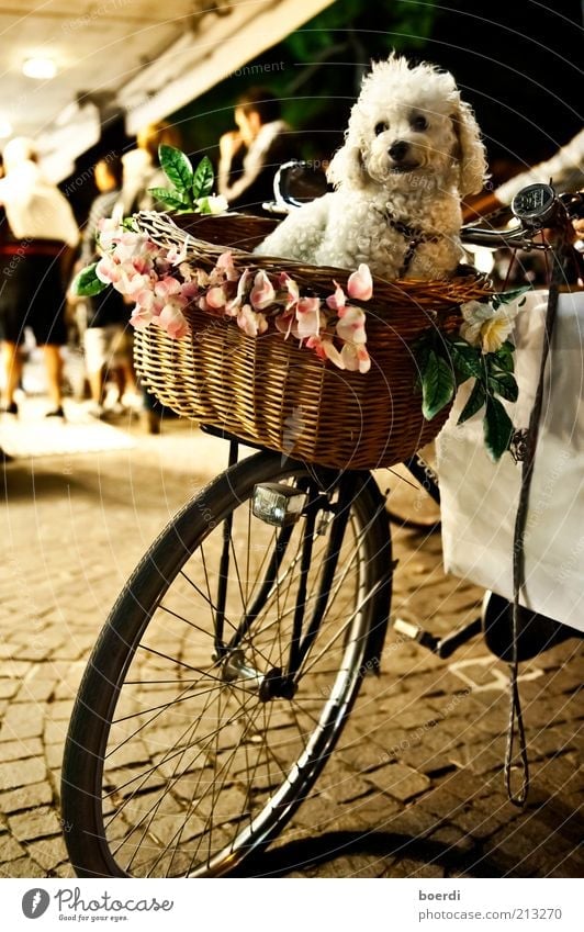 hUndstage Lifestyle kaufen Fahrrad Verkehrsmittel Fahrradfahren Fahrzeug Tier Haustier Hund Blick sitzen authentisch Stimmung Zufriedenheit Vertrauen Sicherheit