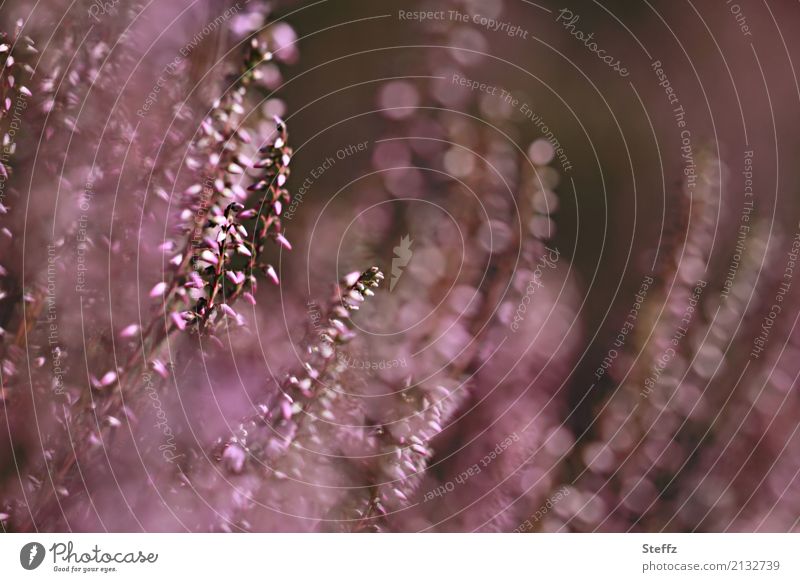 Transzendenz | das Sichtbare und das Unsichtbare Heideblüte blühende Heide Besenheide Calluna vulgaris Heidestrauch Sträucher nordische Romantik