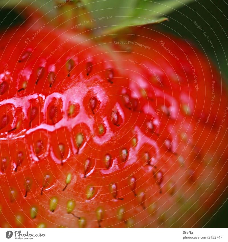 rote Erdbeere ganz nah Frucht Saisonfrucht Gartenerdbeere Fragaria Rosiden Sommerfrucht Gartenfrucht Sammelnussfrucht wohlschmeckend süß essbar schmackhaft