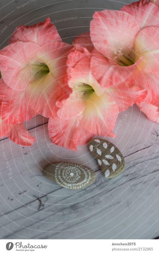 Fundstücke Gladiolen Blüte Stein gemalt Natur harmonisch Stille meditieren hell freundlich grau weiß rosa