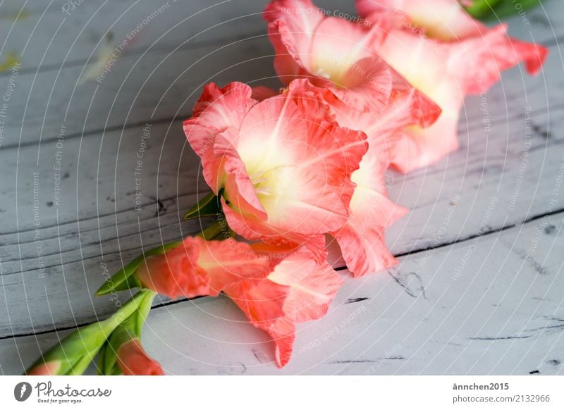Gladiolen Natur Pflanze Blatt Blüte ästhetisch außergewöhnlich Duft hell grün rosa Farbfoto mehrfarbig Innenaufnahme Morgen Tag