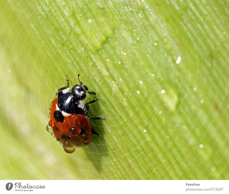 Ein Glückskäfer für Ces! Umwelt Natur Pflanze Tier Wetter Schönes Wetter schlechtes Wetter Nutzpflanze Wildtier Käfer 1 krabbeln schön grün rot schwarz