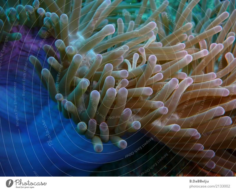 Anemone Freizeit & Hobby Ferien & Urlaub & Reisen Abenteuer Safari Meer tauchen Wasser Tier Seeanemonen 1 ästhetisch exotisch blau Indonesien Raja Ampat