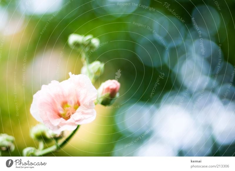 Klassisch: Blumen zur Hochzeit Umwelt Natur Pflanze Sommer Schönes Wetter Wärme Blüte Grünpflanze Wildpflanze Rose Blühend Duft Wachstum grün rosa Farbfoto