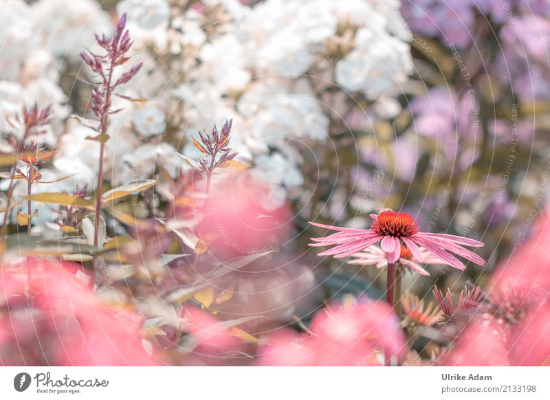 Purpur-Sonnenhut (Echinacea purpurea) elegant Stil Design einrichten Dekoration & Verzierung Tapete Bild Postkarte Erntedankfest Natur Pflanze Sommer Blume