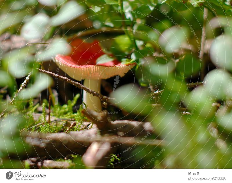 Im Wald Lebensmittel Natur Herbst Sträucher Wachstum klein rot Gift Pilz Pilzhut Fliegenpilz verstecken Farbfoto mehrfarbig Außenaufnahme Nahaufnahme