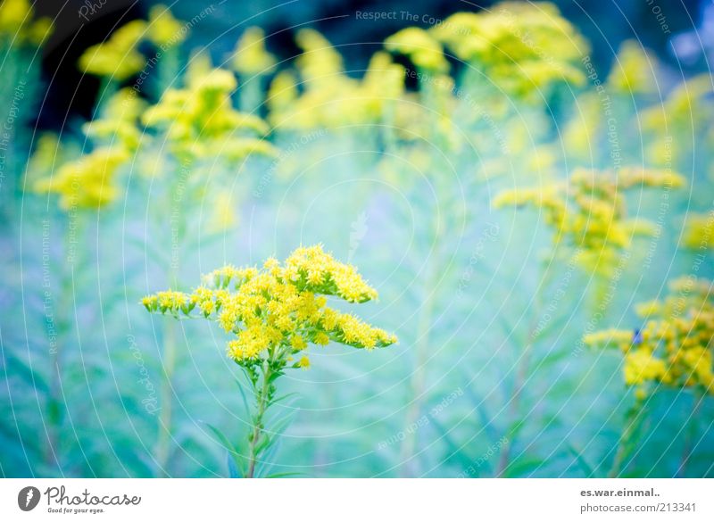 traumsequenz. Umwelt Pflanze Sommer Blüte Blühend Duft Wachstum Blume gelb Farbfoto Schwache Tiefenschärfe Blumenwiese Wiesenblume Detailaufnahme Bildausschnitt