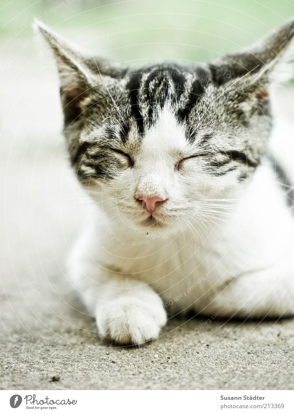 nur noch 5 Minuten! Tier Haustier Katze Tierjunges Denken schlafen Zufriedenheit Erholung Mittagsschlaf Siesta Pause liegen weiß Katzenbaby Ohr Farbfoto