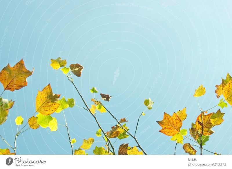 Frisch in den Herbst...(I) Umwelt Natur Landschaft Pflanze Himmel Wetter Wind Baum Blatt blau gelb Herbstlaub herbstlich Färbung Herbstfärbung Herbstwetter