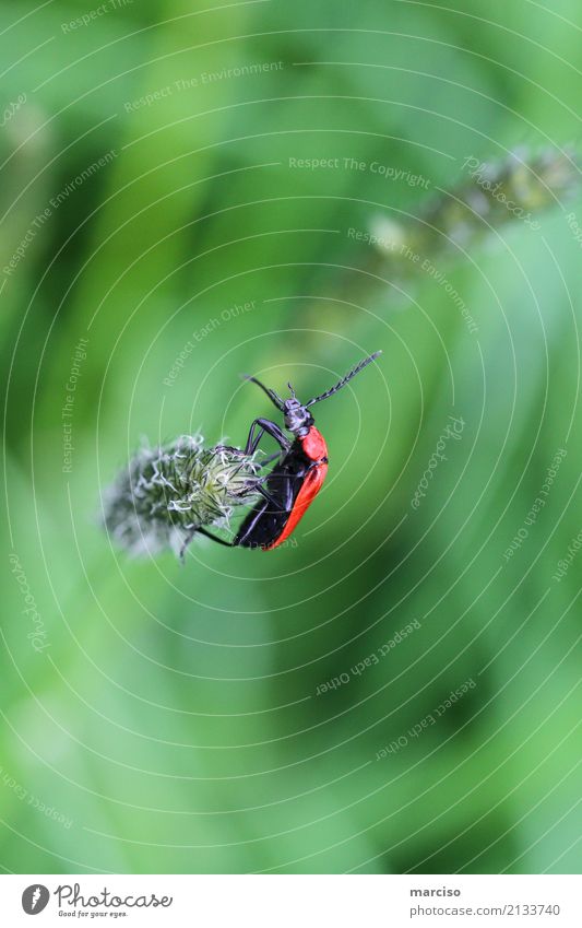red bug Natur Pflanze Tier Frühling Sommer Wetter Sträucher Garten Park Wiese Insekt Käfer 1 Zufriedenheit nachhaltig Farbfoto Außenaufnahme Textfreiraum oben