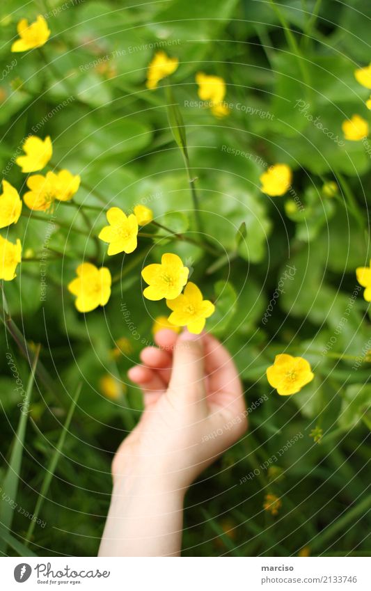 Butterblume Kind Hand Umwelt Natur Landschaft Pflanze Blume Gras Blüte Garten Park Wiese Stadtrand Duft entdecken gelb Frühlingsgefühle Vorsicht Farbe Kindheit