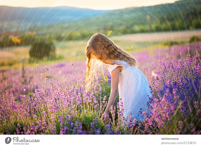 umarme die Natur Mensch Mädchen 3-8 Jahre Kind Kindheit Umwelt Erde Himmel Schönes Wetter Lavendel Feld Hügel Berge u. Gebirge Lavendelfeld Kleid