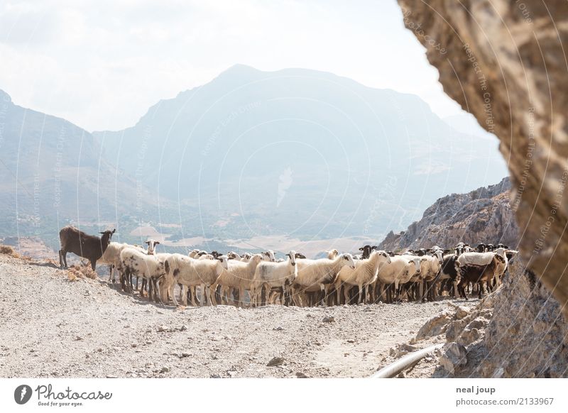 Schaf rechts abbiegen Landschaft Berge u. Gebirge Herde beobachten sprechen Blick warten frech Fröhlichkeit Zusammensein Willensstärke Einigkeit Wachsamkeit