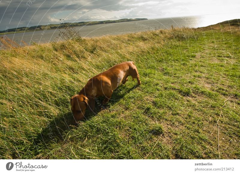 Fremder Dackel auf dem Schafberg Umwelt Natur Landschaft Himmel Horizont Küste Ostsee Haustier Hund August Geruch Suche Gras Wasser Meer