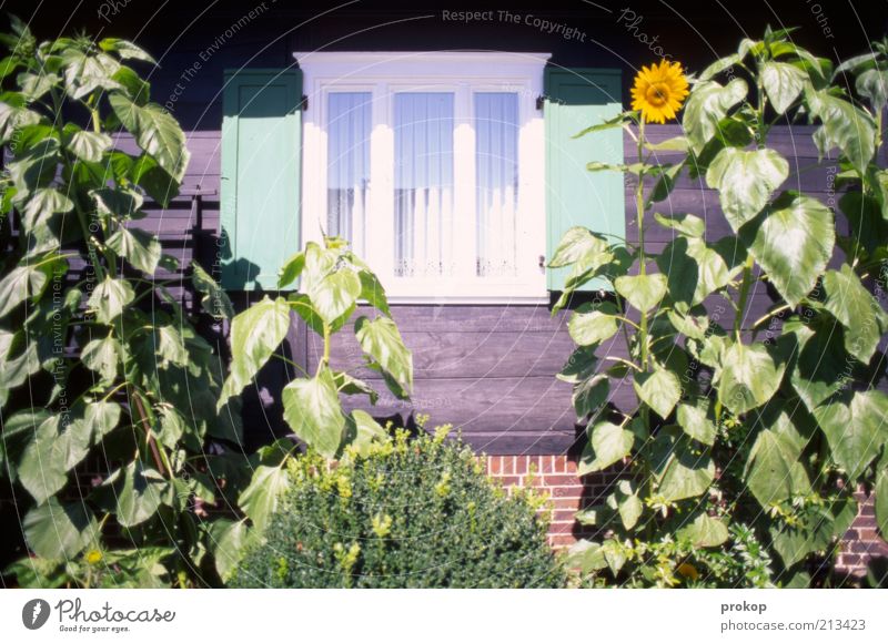 Üdülle Umwelt Natur Pflanze Sommer Sträucher Garten Haus Fenster frisch schön natürlich Zufriedenheit Lebensfreude Frühlingsgefühle Ordnungsliebe Sonnenblume