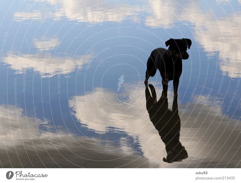 auf den hund gekommen Natur Luft Himmel Wolken See Tier Hund warten schön Wachsamkeit ruhig Farbfoto Außenaufnahme Abend Reflexion & Spiegelung Tierporträt
