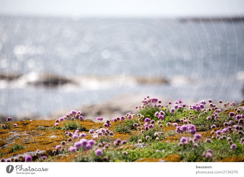 ganz viele blümchen. Ferien & Urlaub & Reisen Tourismus Ferne Umwelt Natur Pflanze Klima Schönes Wetter Gras Moos Blüte Felsen Küste Meer Schweden beobachten