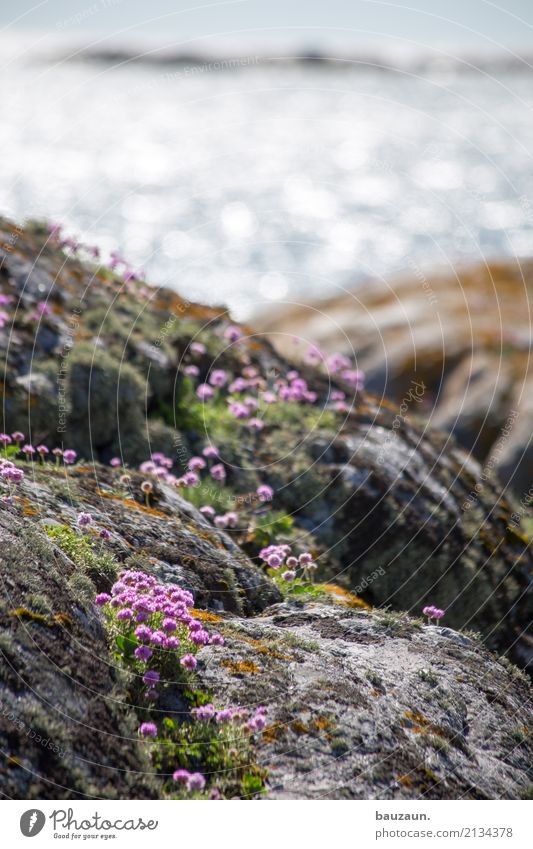 mehr blümchen. Umwelt Landschaft Pflanze Erde Klima Schönes Wetter Blume Moos Blüte Felsen Küste Meer Schweden Stein Blühend glänzend schön Tourismus