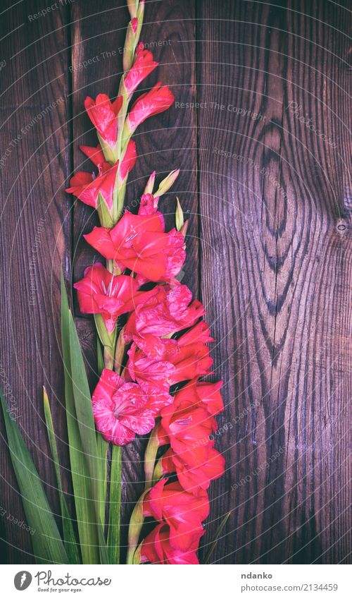 Blumenstrauß aus roten Gladiolen Feste & Feiern Hochzeit Natur Pflanze Blatt Blüte Blühend frisch natürlich braun grün Farbe Hintergrund Beautyfotografie