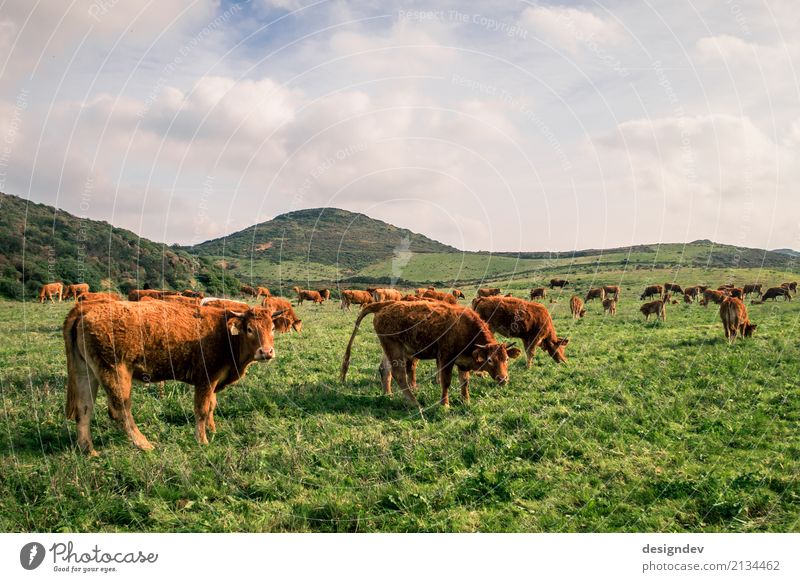 Kühe auf einer saftig grünen Wiese Fleisch Wurstwaren Käse Milcherzeugnisse Bioprodukte Landwirt Landwirtschaft Viehzucht Umwelt Natur Landschaft Pflanze Tier