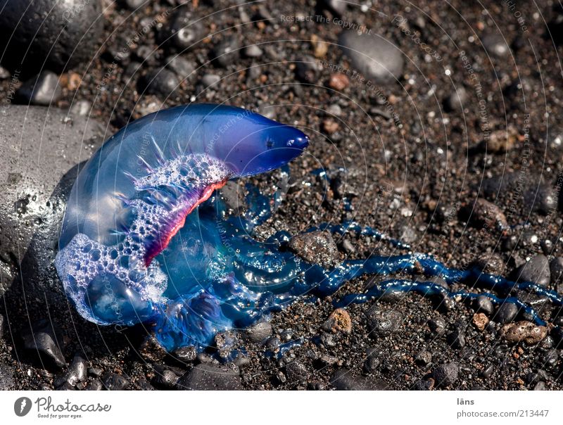 gestrandet Sand Küste Strand Qualle außergewöhnlich fantastisch glänzend blau Portugiesische Galeere Tentakel Farbfoto Außenaufnahme Menschenleer Meerestier 1