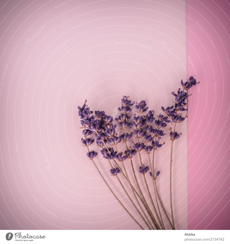 Duftstrauß schön Parfum harmonisch Pflanze Lavendel Blühend Kitsch violett rosa Lebensfreude Frühlingsgefühle Verliebtheit Romantik Farbe Leidenschaft Liebe