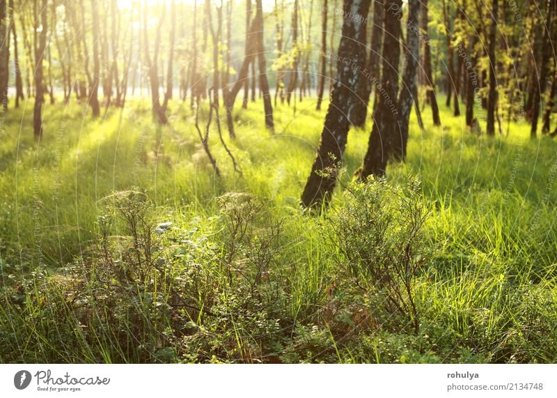 Morgen Sonnenlicht im grünen Wald Sommer Natur Landschaft Sonnenaufgang Sonnenuntergang Schönes Wetter Baum Gras Gelassenheit Birke sonnig Aussicht Belgien
