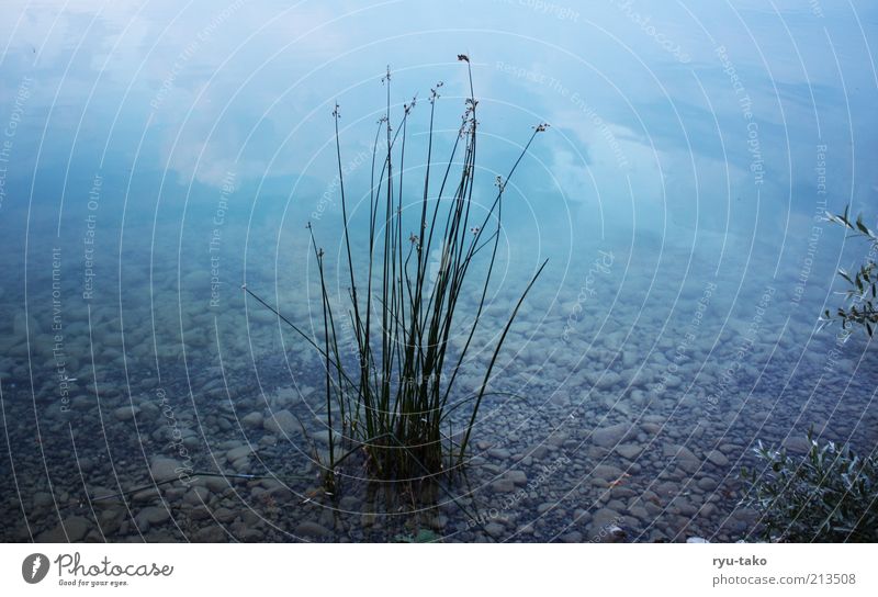 blau so blau Natur Landschaft Pflanze Wasser Sommer Sträucher See Inspiration ruhig stagnierend Vergänglichkeit Kies Küste rein deutlich kalt ruhen