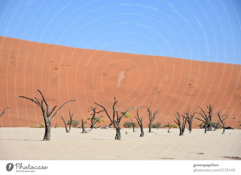 Todestal - Dead Vlei - Sossusvlei - Namibia Erde Sand Baum Wüste Düne Skelett Totholz wandern trist trocken Tourismus Farbfoto