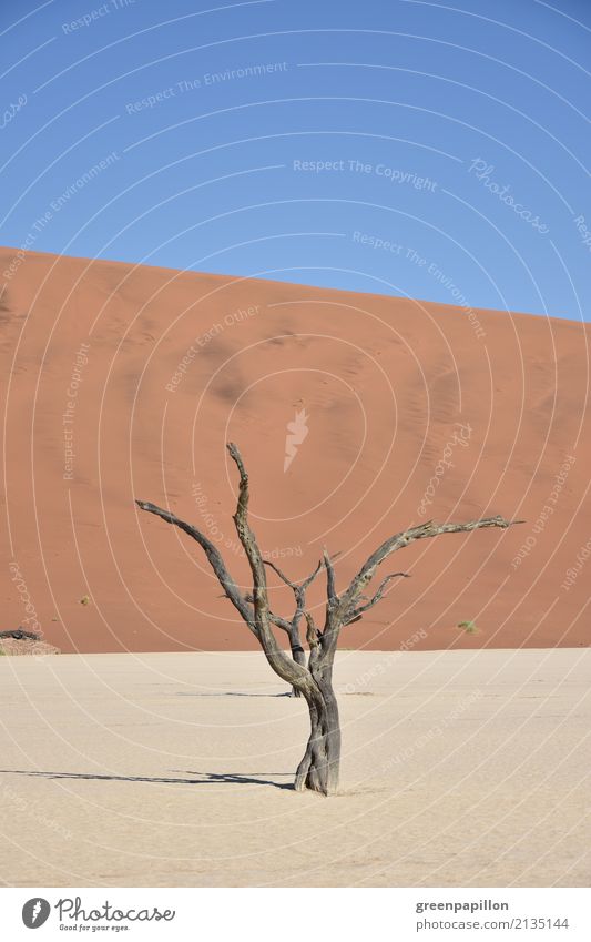 Dürre Umwelt Natur Landschaft Urelemente Erde Sand Himmel Sonne Wärme Baum Wüste Namib Namibia Ferien & Urlaub & Reisen wandern trist trocken Endzeitstimmung