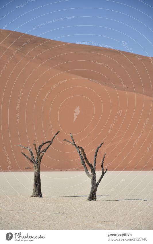 Dürre Umwelt Natur Landschaft Urelemente Erde Sand Himmel Klima Klimawandel Wind Baum Wüste Namib Namibia Düne Ferien & Urlaub & Reisen wandern nachhaltig trist