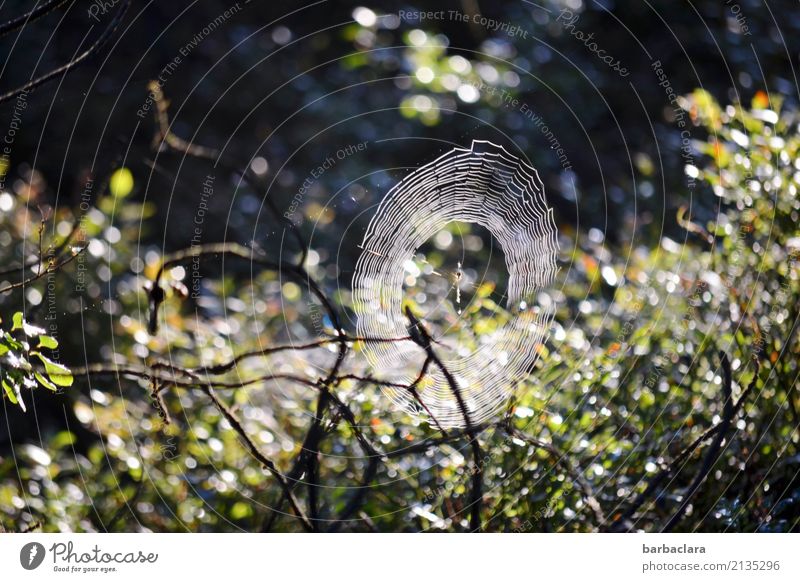 Halloween im Moor Natur Wassertropfen Sonnenlicht Klima Pflanze Sträucher Sumpf Spinne Spinnennetz leuchten dunkel hell Stimmung Beginn bizarr Netzwerk Umwelt