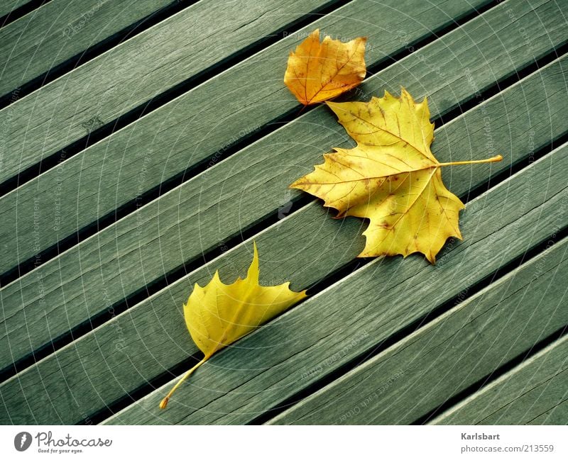 falling. leaves. Stil Leben Wohlgefühl Umwelt Natur Herbst Wind Blatt Holz Linie Vergänglichkeit Wandel & Veränderung Ahornblatt Herbstlaub herbstlich blättern