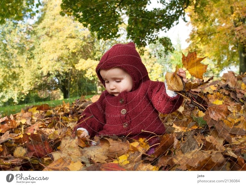 Spaß im Laubhaufen Wohlgefühl Zufriedenheit Spielen Ausflug Erntedankfest Kindererziehung Baby Kindheit 0-12 Monate 1-3 Jahre Kleinkind Natur Herbst Ahornblatt