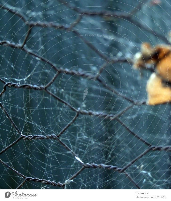 Netz Spinne bauen blau grau grün Gefühle Schutz Angst kalt Kontrolle Stress Unschärfe