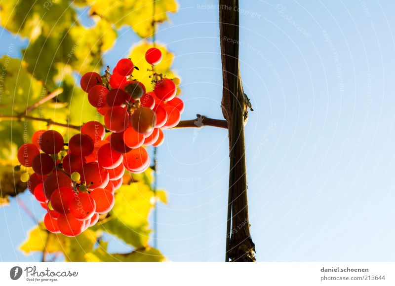Mund auf !!!! Frucht Himmel Wolkenloser Himmel Herbst Pflanze Blatt Nutzpflanze blau gelb grün rot Wein Jahreszeiten Textfreiraum rechts Froschperspektive