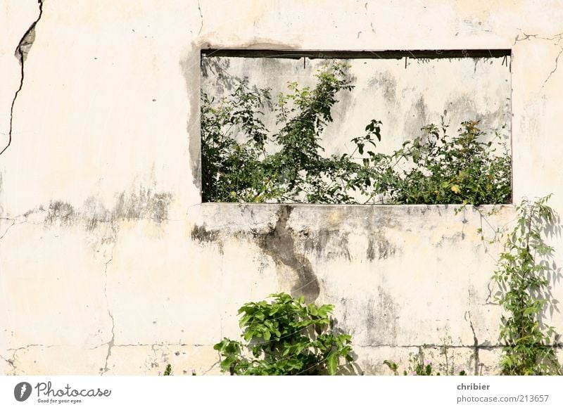 Vielleicht sollte... Pflanze Blatt Grünpflanze Haus Ruine Mauer Wand Fenster Beton alt Wachstum hässlich kaputt grau grün weiß chaotisch Ende Surrealismus