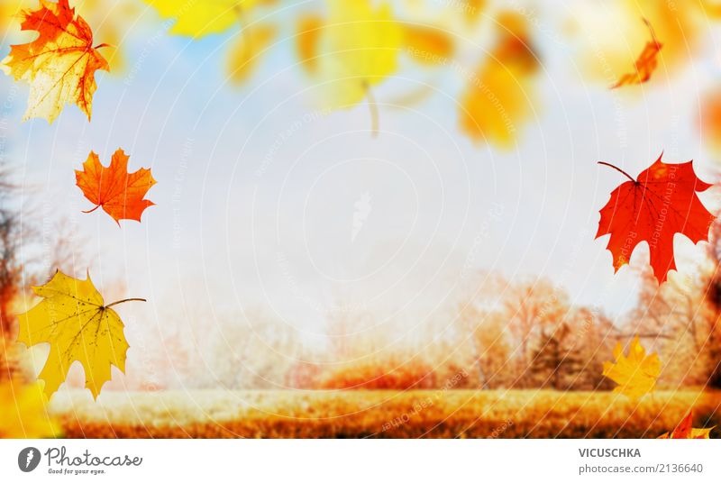 Herbst Natur Hintergrund mit fallenden Baunblätter Lifestyle Design Garten Pflanze Himmel Sonnenaufgang Sonnenuntergang Sonnenlicht Park Wiese Feld Fahne gelb