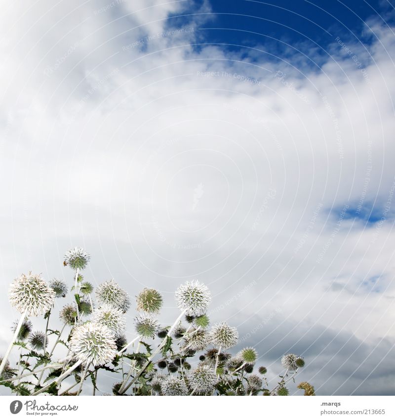 Blowing in the Wind Umwelt Natur Pflanze Wolken Blume Wildpflanze Distel Blühend schön blau weiß Gefühle Stimmung ästhetisch Vergänglichkeit Farbfoto