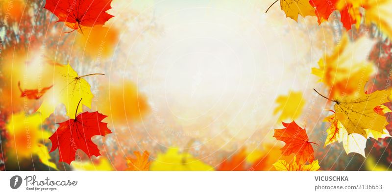 Herbst Hintergrund mit fliegenden Baumblätter Natur Pflanze Schönes Wetter Blatt Garten Park Fahne gelb Design Hintergrundbild November September Oktober