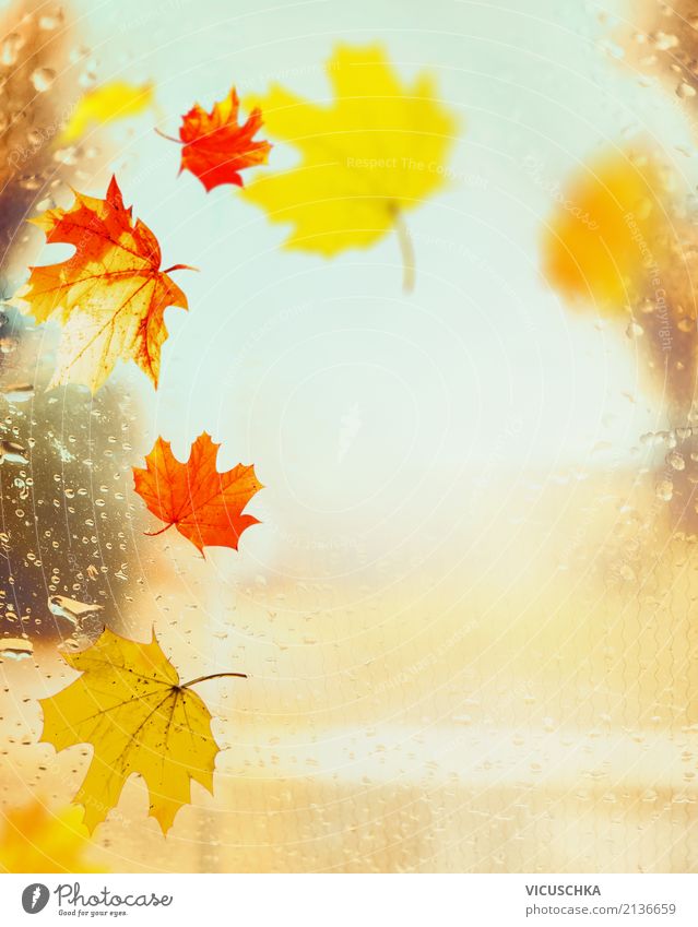 Bunte Herbst Blätter auf Fenster mit Regentropfen Lifestyle Design Garten Natur Blatt Park gelb Hintergrundbild September Oktober November Sonnenlicht