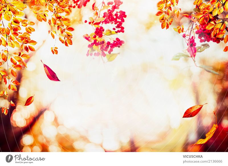 Herbst Hintergrund mit fallenden Blätter und Laubbäume Lifestyle Design Ferien & Urlaub & Reisen Garten Natur Pflanze Sonnenaufgang Sonnenuntergang Sonnenlicht