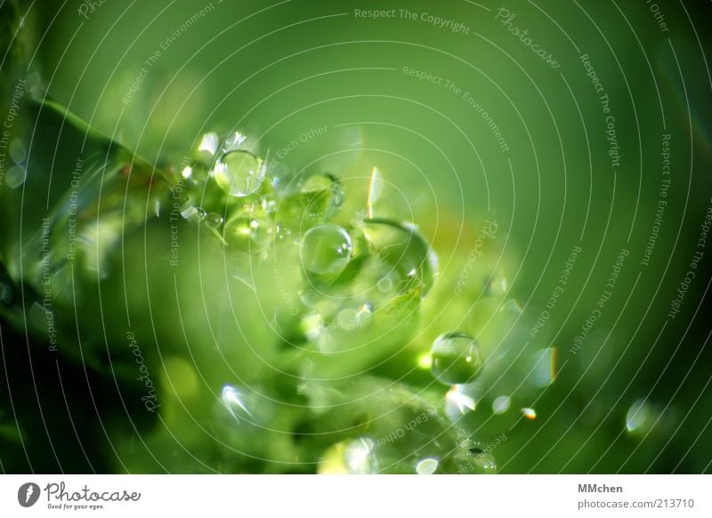 Universum Natur Wasser Wassertropfen Pflanze Wildpflanze leuchten frisch grün Tau Kugel Farbfoto Außenaufnahme Makroaufnahme Textfreiraum rechts